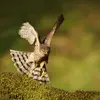 L'Épervier d'Europe **chasse par surprise les petits oiseaux**
