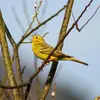 Son chant est un peu **métallique et mélancolique**.