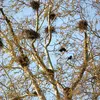 Le Corbeau freux niche **en colonie**, en hauteur dans les **grands arbres**.