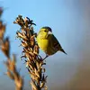 C'est un **migrateur de moyenne distance**. Il quitte les régions montagneuses à la **fin de l'hiver** pour aller dans les **plaines**.