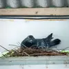 Il niche dans les **trous et sur les poutres des bâtiments**.