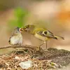 Il donne **2 couvées par an** de 7 à 10 œufs beiges avec des   taches brun-clair.