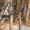 Le hibou moyen-duc vit dans les **forêts clairsemées**, les **étendues arborées** et parfois dans les **parcs des villes et villages**.