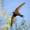 Son nid est **un agglomérat de matériaux légers** comme des plumes et matières végétales, collés par de la salive. 