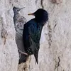 Il donne **1 à 2 couvées par an** de 4 à 6 œufs bleu-vert pâle.