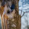 Il niche dans des endroits variés : dans les **falaises, arbres, bâtiments et nichoirs**...