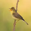On le remarque parfois **perché** sur une branche **en train de chanter** avec les **plumes de sa calotte redressées**.