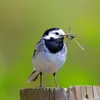 Elle mange des **petites mouches** et autres insectes volants qu'elle trouve près des **cours d'eau**.