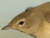 Ses yeux sont noirs avec un **cercle oculaire clair** qui ressemble parfois à un sourcil clair.