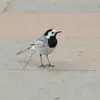 Et même en **ville**.