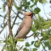 Pendant la reproduction, le Jaseur boréal passe d'un régime **frugivore à insectivore**.