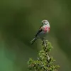 La linotte est une **migratrice de courte à moyenne distance**
