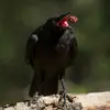 et **opportuniste** : elle se nourrit de charognes et de déchets. On la retrouve parfois à fouiller les tas de composts et les décharges.