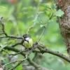La charbonnière ne cache pas sa nourriture mais **pille** facilement celle d’autres mésanges.