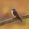 Le Gobe-mouche gris est un **migrateur de longue distance**. En septembre, il migre vers l'**Afrique**, au sud du Sahara, pour trouver des insectes.