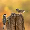 La nonnette est **beaucoup plus petite** que les mésanges charbonnières et bleues.