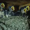 Elle donne **1 à 3 couvées par an** de 4 à 6 œufs blancs   tachetés de brun.
