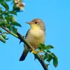 Le dessous est **jaune pâle**.