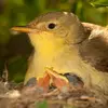 La période de reproduction de l'Hypolaïs polyglotte s'étend de **mai à août**.