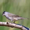 Le dessus de son corps est **plus foncé** que le dessous.