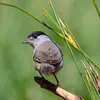 On reconnaît la Fauvette à tête noire à son **plumage gris** et à sa **calotte noire** sur la tête.