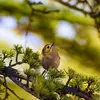 Mais son chant est tellement **aigu** qu'on a parfois du mal à l'entendre en forêt.
