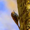 Le chant du Grimpereau des jardins est un rythme **court et rapide** de sons **perçants et puissants**.