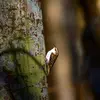 Le Grimpereau des jardins vit dans les **forêts clairsemées de feuillus ou mixtes et les parcs et jardins**.