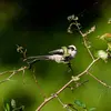Grâce à son poids plume, ses longues pattes et sa longue queue qui sert de balancier, elle va **au bout des branches les plus fines**.