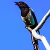 La Pie bavarde émet surtout des sonorités **rauques et nasales** : on dit qu'elle **jacasse** ! 