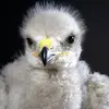 Elle donne **1 couvée par an** de 2 à 5 œufs blancs tachetés de brun.