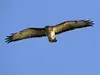 La Buse variable émet **en plein vol** une sorte de **miaulement. "hièèè"**
