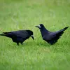 Au cours de la **parade nuptiale**, les deux partenaires maintiennent leurs **ailes relevées**, pratiquent une **toilette de plumage**, puis une **offrande de nourriture** et des **duos de chants**.
