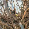 Son nid est souvent un **ancien nid** de corvidés, de rapaces ou même d'écureuils...