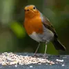 Comme il aime se nourrir au sol, on peut **placer des aliments au sol** à l'abri de la pluie (raisins secs, des baies, de l'avoine trempé dans l'huile). 