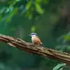 La Sittelle torchepot vit dans les **forêts de feuillus, mixtes et les parcs et jardins**.