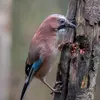 Le Geai des chênes mange principalement des **glands, noisettes et faines de hêtres** à la mauvaise saison.