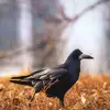 Il se déplace en **marchant de manière maladroite** au sol mais il est très **agile en vol**. 