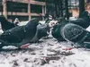 Le Pigeon domestique est majoritairement **granivore**... 