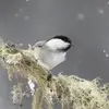 Écoutez le **chant** de la Mésange nonnette au **début** de cet extrait. **"tyip tyip tyip tyip tyip tyip tyip tyip"** …(8 à 19 notes répétées). À la **fin** de l'extrait, on entend des **cris** "pistiou dèdèdè" 