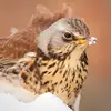 Elle ne viendra **qu'en hiver** jusqu'à l'**ouest de la France**.