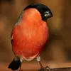 Il a la tête **noire** au niveau de sa **calotte**, de son **bec** et de son **menton**.
