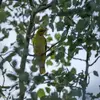 Il est rare d'apercevoir le Loriot d'Europe car il est **farouche** et **doué pour se cacher** dans les arbres.