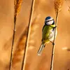 La Mésange bleue est **répandue** dans toute l'**Europe**, **sauf dans le Grand Nord** (nord de la Scandinavie et Islande).
