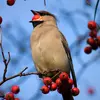 qu'il cherche dans les **arbustes et les haies** des vergers, parcs et jardins.