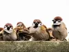 Comme le Moineau domestique, le Moineau friquet est **très sociable et vit en colonie**.