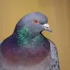 Le pigeon biset a les yeux **oranges**, la tête **gris foncé**, le cou avec des **reflets verts puis violets vers la poitrine** .