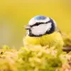 La Mésange bleue produit par exemple un **cri d'alarme "tschèèr"**.  