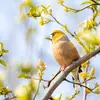 Au printemps, quand les graines viennent à manquer, il se nourrit aussi de **chenilles et d'insectes**.