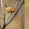 Il est **légèrement plus petit** que la Mésange bleue.